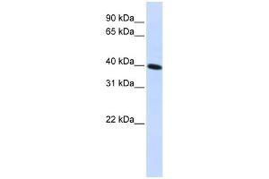 anti-Carbohydrate Kinase Domain Containing (Carkd) (Middle Region) antibody