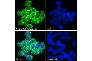 Image no. 7 for anti-NLR Family, Pyrin Domain Containing 3 (NLRP3) (C-Term) antibody (ABIN184887)