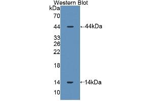 Image no. 1 for anti-Surfactant Protein D (SFTPD) (AA 20-374) antibody (ABIN1078554)