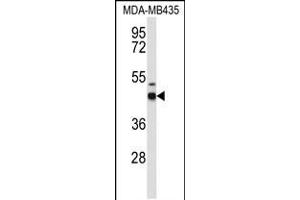 GABRD anticorps  (AA 331-358)