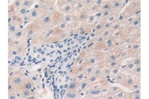 CAN antibody  (AA 7-301)