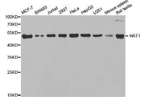 Image no. 1 for anti-Histone Acetyltransferase 1 (HAT1) antibody (ABIN6141619)