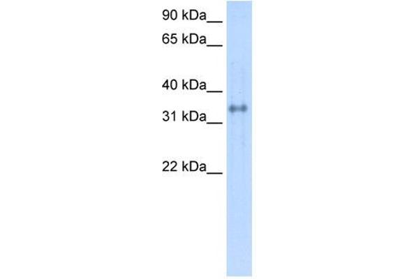 CA4 antibody  (C-Term)