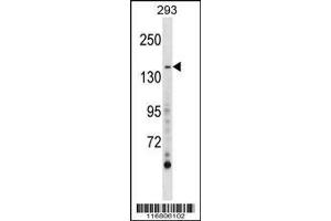 Image no. 2 for anti-AE Binding Protein 1 (AEBP1) (AA 334-364) antibody (ABIN654057)