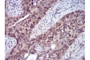 Image no. 1 for anti-V-Erb-A erythroblastic Leukemia Viral Oncogene Homolog 4 (Avian) (ERBB4) (AA 1159-1308) antibody (ABIN5542589)