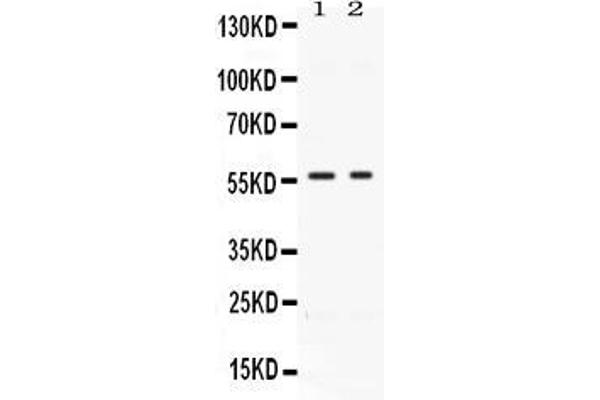 anti-Bone Morphogenetic Protein 15 (BMP15) (AA 268-392) antibody