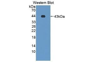 Image no. 1 for anti-Surfactant Protein D (SFTPD) (AA 21-375) antibody (ABIN2117785)