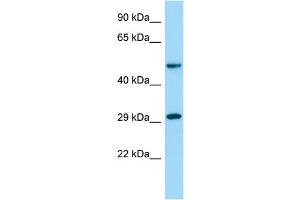 Image no. 1 for anti-O-Sialoglycoprotein Endopeptidase-Like 1 (OSGEPL1) (C-Term) antibody (ABIN2790837)