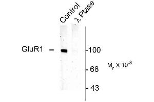 anti-Glutamate Receptor 1 (GLUR1) (pSer831) antibody