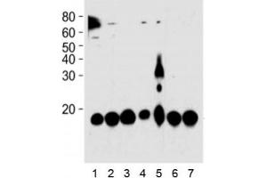 Image no. 1 for anti-Peptidylprolyl Cis/trans Isomerase, NIMA-Interacting 1 (PIN1) antibody (ABIN3032175)