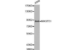 Image no. 3 for anti-Melanoma Antigen Family D, 1 (MAGED1) antibody (ABIN3021415)