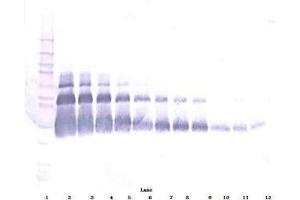 Image no. 4 for anti-Vascular Endothelial Growth Factor A (VEGFA) antibody (ABIN465469)