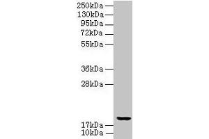UBE2G2 抗体  (AA 1-165)