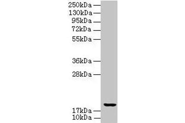 UBE2G2 Antikörper  (AA 1-165)