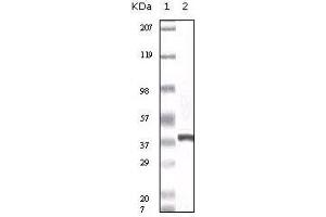 Image no. 2 for anti-S100 Calcium Binding Protein A6 (S100A6) antibody (ABIN969470)