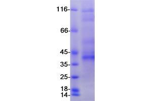 Image no. 1 for CD33 (CD33) (Transcript Variant 2) protein (Myc-DYKDDDDK Tag) (ABIN2713662)
