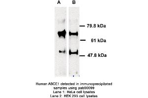 Image no. 1 for anti-ATP-Binding Cassette, Sub-Family E (OABP), Member 1 (ABCE1) (AA 1-119) antibody (ABIN363408)