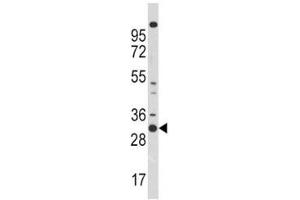 Image no. 2 for anti-Cyclin-Dependent Kinase 1 (CDK1) (AA 1-29) antibody (ABIN3028598)