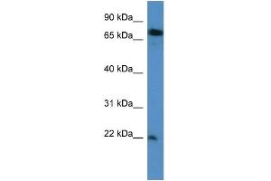 Image no. 1 for anti-SFT2 Domain Containing 3 (SFT2D3) (N-Term) antibody (ABIN2788528)