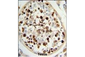 SKA3 antibody  (AA 226-253)