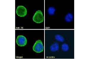 Image no. 1 for anti-IL2-Inducible T-Cell Kinase (ITK) (C-Term) antibody (ABIN184605)