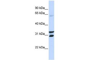 Image no. 1 for anti-F-Box Protein 24 (FBXO24) (N-Term) antibody (ABIN630821)