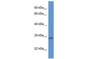 Image no. 1 for anti-Transmembrane Protein 33 (TMEM33) (Middle Region) antibody (ABIN928139)