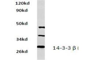 Image no. 1 for anti-14-3-3 alpha + beta (YWHAB) antibody (ABIN272264)