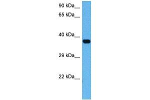Image no. 2 for anti-Activating Transcription Factor 4 (Tax-Responsive Enhancer Element B67) (ATF4) antibody (ABIN2779919)