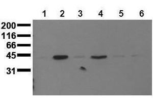 Image no. 1 for anti-Mitogen-Activated Protein Kinase 13 (MAPK13) (N-Term) antibody (ABIN126885)
