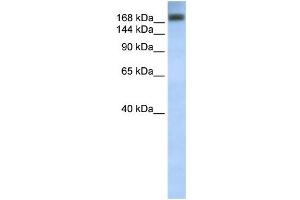 Image no. 1 for anti-Adenosine Deaminase, RNA-Specific (ADAR) (C-Term) antibody (ABIN2774647)