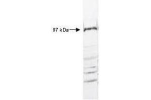 Western blot of anti-IKKß antibody reacted with HeLa cell extract.