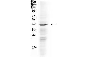 Image no. 1 for anti-NDRG Family Member 3 (NDRG3) (AA 181-239) antibody (ABIN5518857)