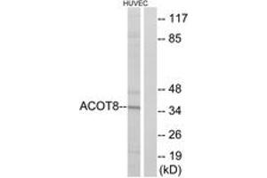 Image no. 1 for anti-Acyl-CoA Thioesterase 8 (ACOT8) (AA 131-180) antibody (ABIN1534601)