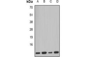 Image no. 2 for anti-Pterin-4 alpha-Carbinolamine Dehydratase/dimerization Cofactor of Hepatocyte Nuclear Factor 1 alpha (PCBD1) antibody (ABIN2966880)