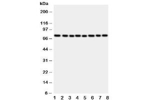 Image no. 5 for anti-P450 (Cytochrome) Oxidoreductase (POR) (C-Term) antibody (ABIN3032123)