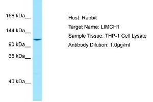 Image no. 1 for anti-LIM and Calponin Homology Domains 1 (LIMCH1) (C-Term) antibody (ABIN2789205)