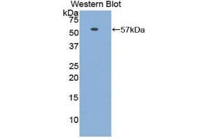 Image no. 1 for anti-HSPA Binding Protein, Cytoplasmic Cochaperone 1 (HSPBP1) (AA 136-354) antibody (ABIN1176143)