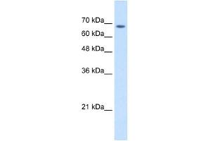 Image no. 2 for anti-Transmembrane 9 Superfamily Member 1 (TM9SF1) (Middle Region) antibody (ABIN630463)