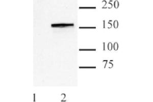 Image no. 3 for anti-CRISPR-Cas9 (N-Term) antibody (ABIN2668367)