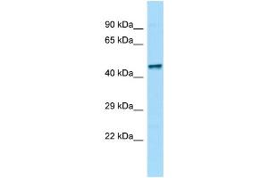 Image no. 1 for anti-ZFP69 Zinc Finger Protein (ZFP69) (C-Term) antibody (ABIN2784365)