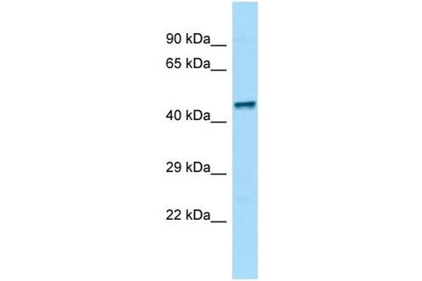 ZFP69 抗体  (C-Term)