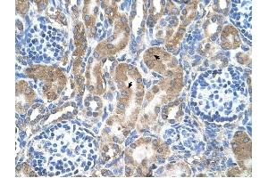 Image no. 2 for anti-Low Density Lipoprotein Receptor-Related Protein Associated Protein 1 (LRPAP1) (C-Term) antibody (ABIN630434)