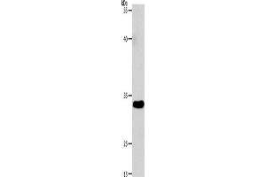 Western blot analysis of 293T cells using VGLL1 Polyclonal Antibody at dilution of 1:4600