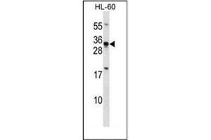 Image no. 1 for anti-Homeobox B8 (HOXB8) (AA 214-243), (C-Term) antibody (ABIN952779)