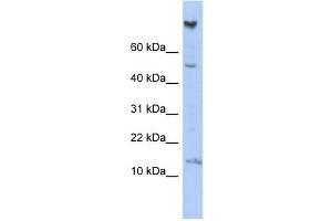Image no. 1 for anti-NOTCH-Regulated Ankyrin Repeat Protein (NRARP) (Middle Region) antibody (ABIN2786550)