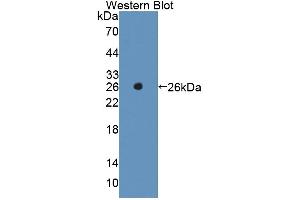 Image no. 3 for anti-High Mobility Group Box 3 (HMGB3) (AA 14-176) antibody (ABIN5013696)