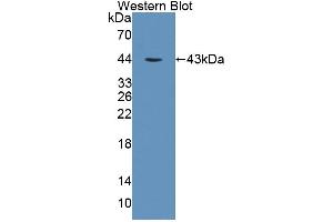 Image no. 1 for anti-Protein Kinase, X-Linked (PRKX) (AA 49-358) antibody (ABIN1869955)