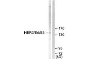 Image no. 1 for anti-Receptor Tyrosine-Protein Kinase ErbB-3 (ERBB3) (AA 1256-1305) antibody (ABIN1532626)