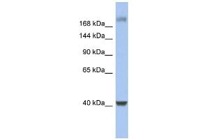 Image no. 2 for anti-Host Cell Factor C1 (VP16-Accessory Protein) (HCFC1) (Middle Region) antibody (ABIN2780671)